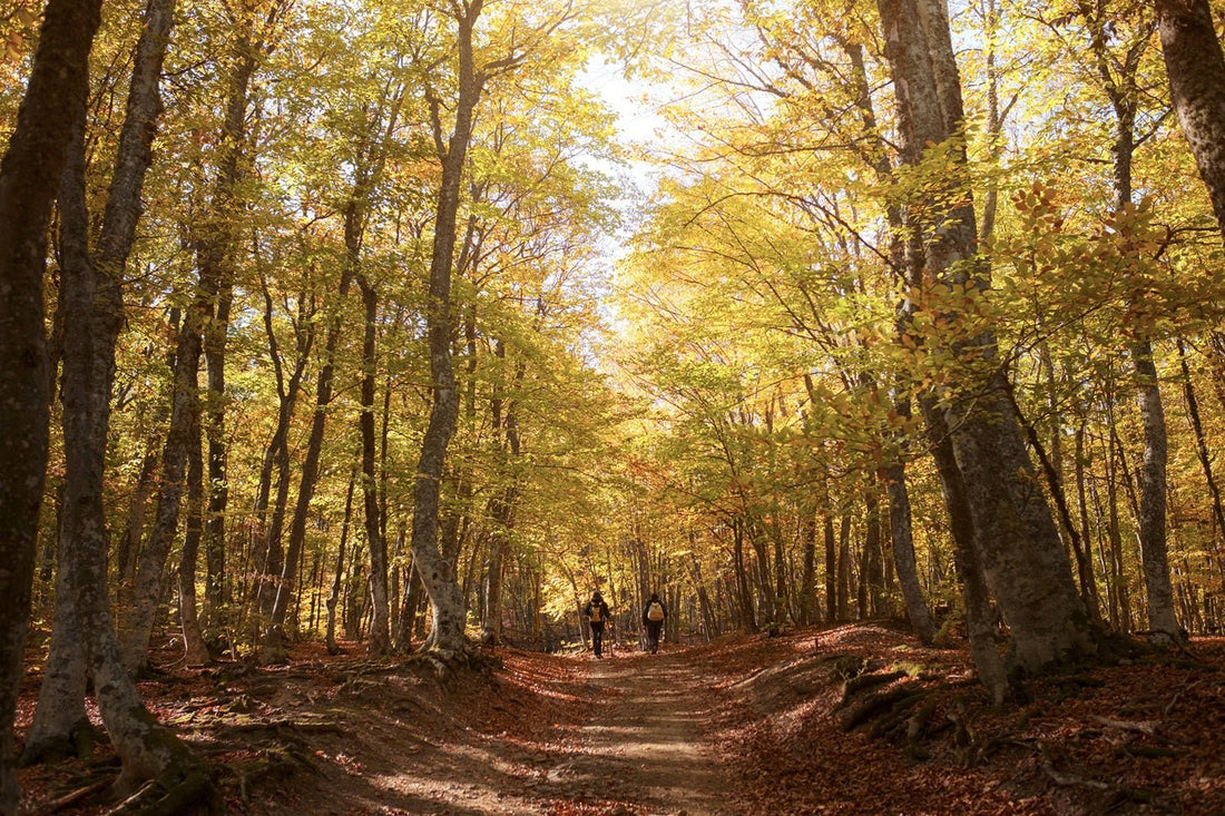 🍁 秋、色づく森へ。手ぶらで始める大人のアウトドア体験 - Outdoor Path | アウトドアレンタルの"ドアパス" 公式ストア